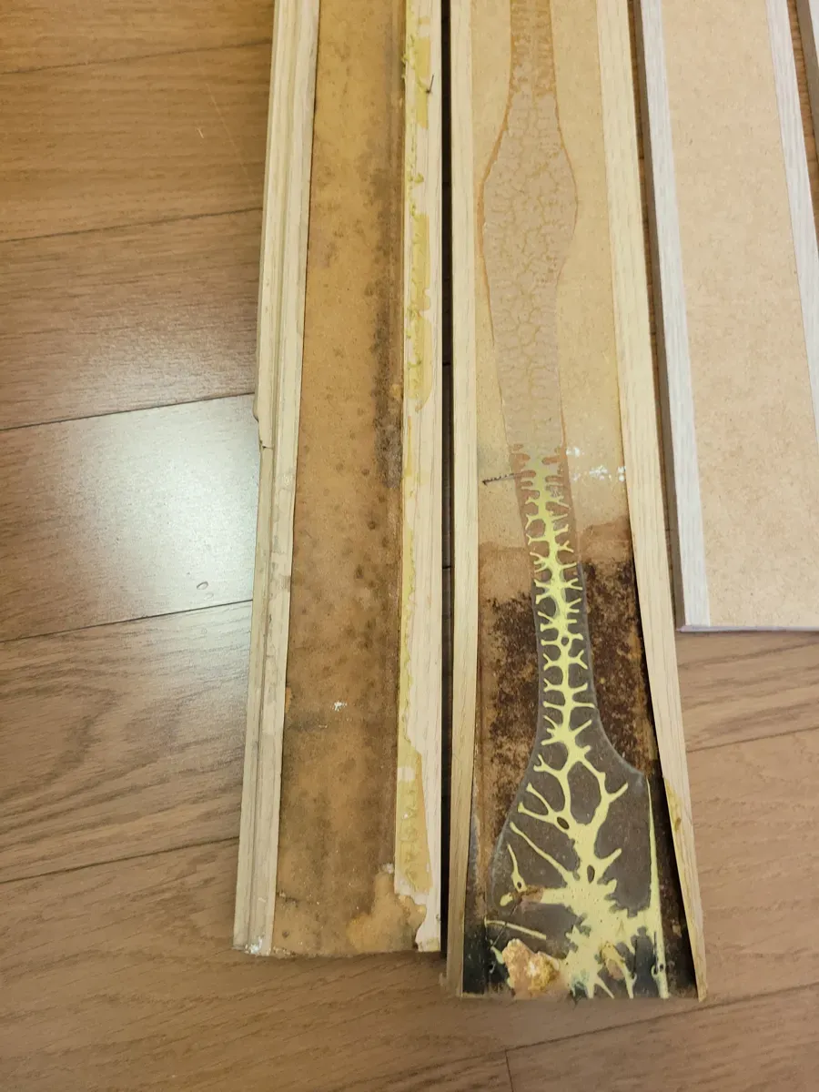 곰팡이 무늬가 번진 철거 몰딩 안쪽